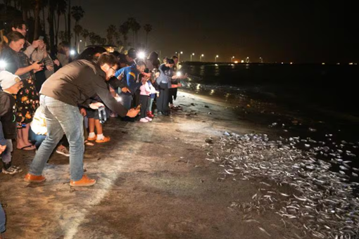 MEET THE GRUNION