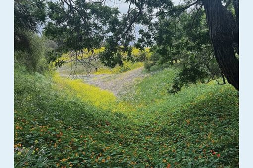 PECK PARK CANYON WALK
